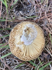 Russulaceae