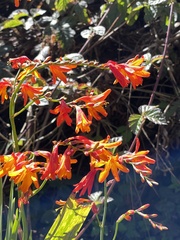 Crocosmia