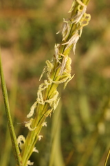 Sporobolus anglicus