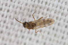 Culicoides