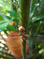 Gynacantha bifida
