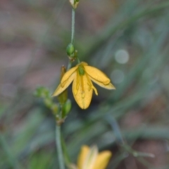 Echeandia flavescens