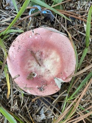 Russulaceae