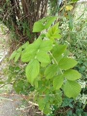 Rubus niveus