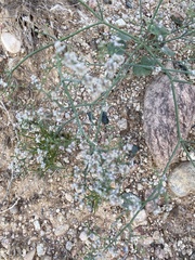 Eriogonum rotundifolium