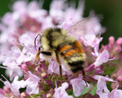 Bombus vancouverensis vancouverensis