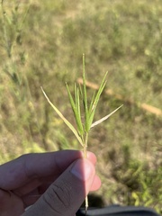 Dichanthelium praecocius