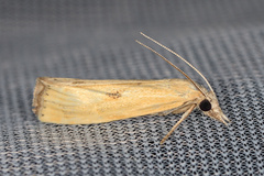 Agriphila brioniellus
