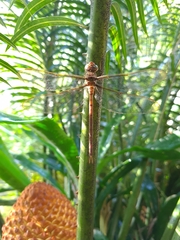 Gynacantha bifida