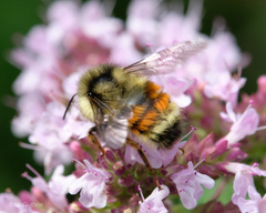 Bombus vancouverensis vancouverensis
