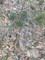 Eriogonum rotundifolium