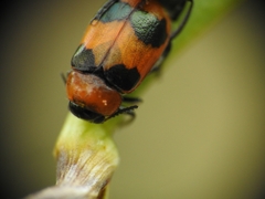Coptocephala