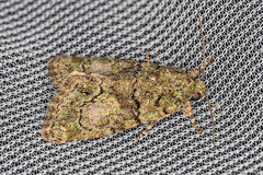Cryphia pallida