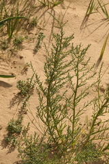 Suaeda maritima
