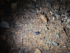 Carabus problematicus