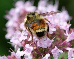 Bombus vancouverensis vancouverensis