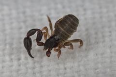 Pseudoscorpiones