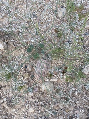 Eriogonum rotundifolium