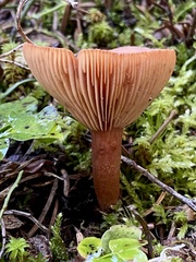 Lactarius badiosanguineus