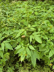 Bidens frondosa