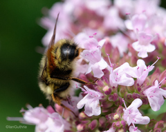 Bombus vancouverensis vancouverensis