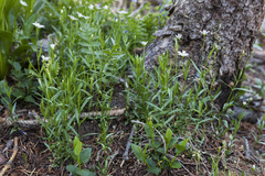 Stellaria longipes