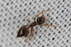 Crematogaster sordidula