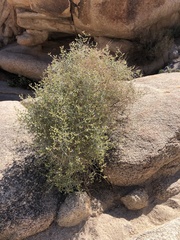 Scutellaria mexicana