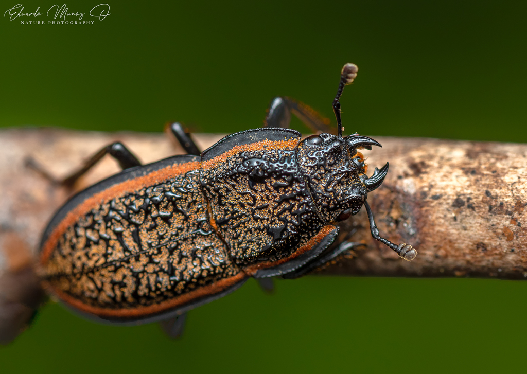 Erichius caelatus