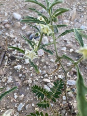 Chamaesaracha coronopus