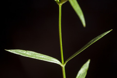 Stellaria longipes