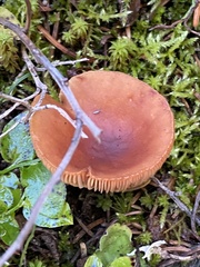 Lactarius badiosanguineus
