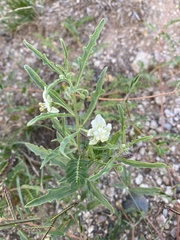 Chamaesaracha coronopus