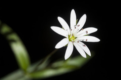 Stellaria longipes