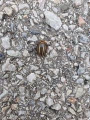 Leptinotarsa decemlineata