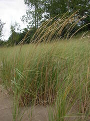 Ammophila breviligulata