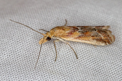 Ancylosis cinnamomella