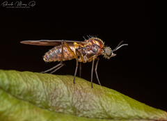 Sylvicola