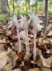 Monotropa uniflora
