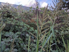 Echinochloa muricata