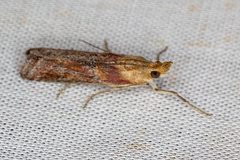 Ancylosis cinnamomella