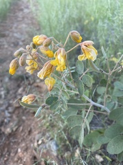 Senna covesii