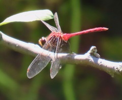 Sympetrum rubicundulum
