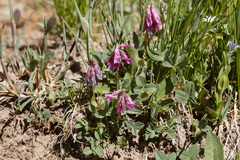 Trifolium brandegeei