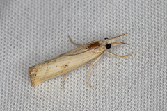 Agriphila brioniellus