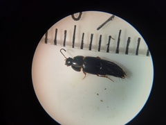 Tachinus rufipes