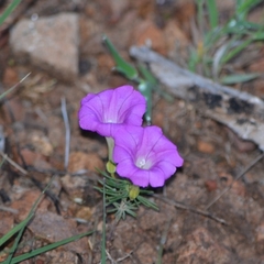 Ipomoea capillacea