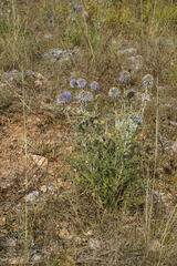 Echinops ritro ruthenicus