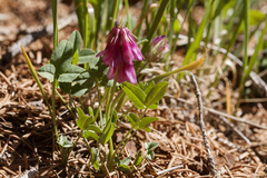 Trifolium brandegeei
