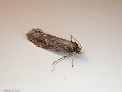 Atomotricha